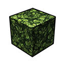Cragwood Leaves