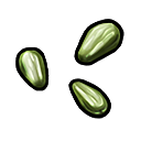 Lettuce Seed
